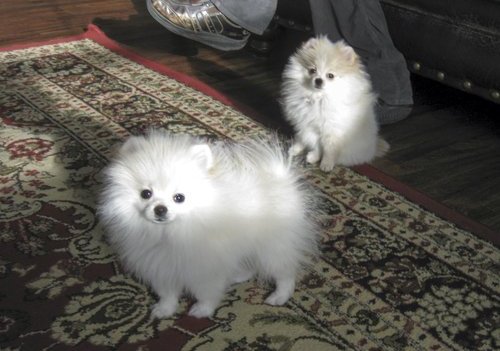 Pomeranian cachorros para adopção