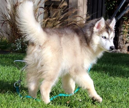 Cachorro macho y de la hembra Siberian Huskies de Adopción 
