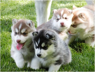 Malamute do Alasca Cachorro para venda