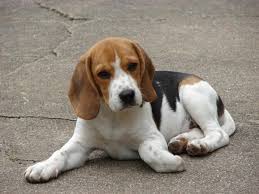 Encantadores Cachorro Beagle, a preços acessíveis