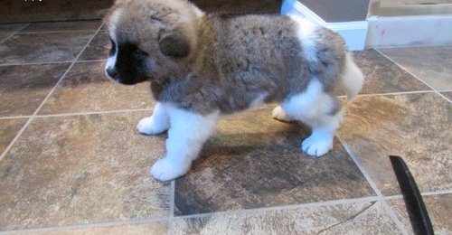 Cachorro de akita inu indo agora