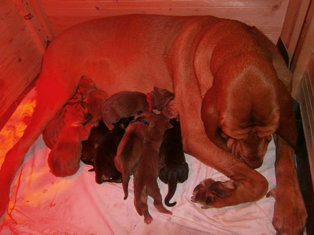 Bloodhound Cachorro com pedigree de canil