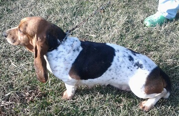 Basset hound Cachorro para venda