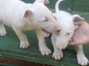 Cachorro de bull terrier bonitas