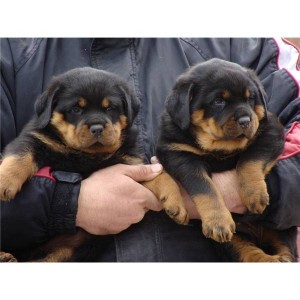 Cachorro de Rottweiler para realojamento