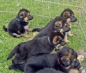 adoráveis cachorros pastor alemão para venda