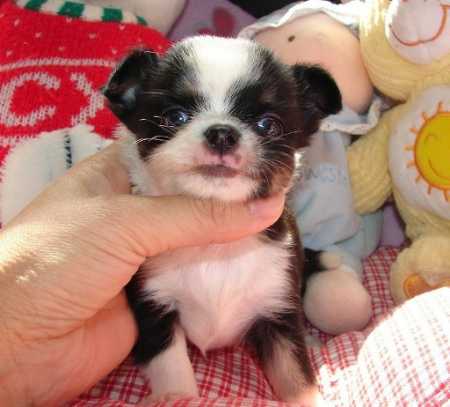 Cachorro Chihuahua para venda