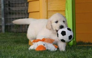 Brincalhão Cachorro golden retriever