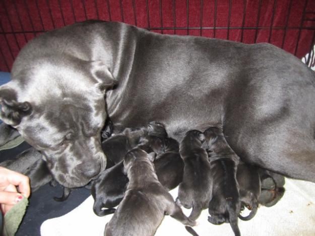 Cachorro Cane Corso para adoção.