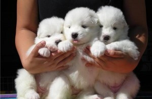 Cachorro bonitas Samoieda para venda