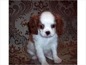 Cachorro Cavalier King Charles Spaniel pronto