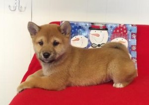 Adoráveis Cachorro registrados de Shiba Inu