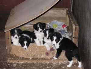 Cachorro Border Collie para venda  