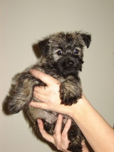 Cachorro Cairn Terrier para adoção