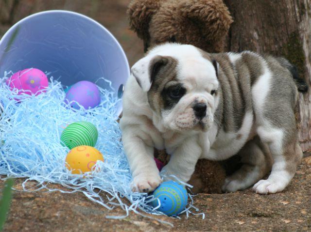 Bulldog Inglês cachorros que procuram boas casas