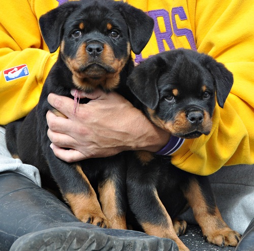 Cachorro de Rottweiler super fofo agora disponível