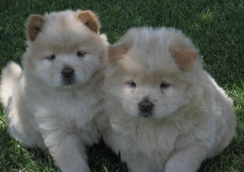 Cachorro DE CHOW-CHOW SAUDÁVEL