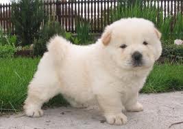 Cachorro DE CHOW-CHOW SAUDÁVEL