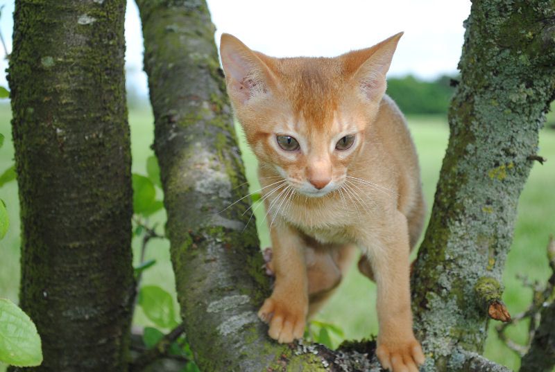 Gatinhos abissínios para venda
