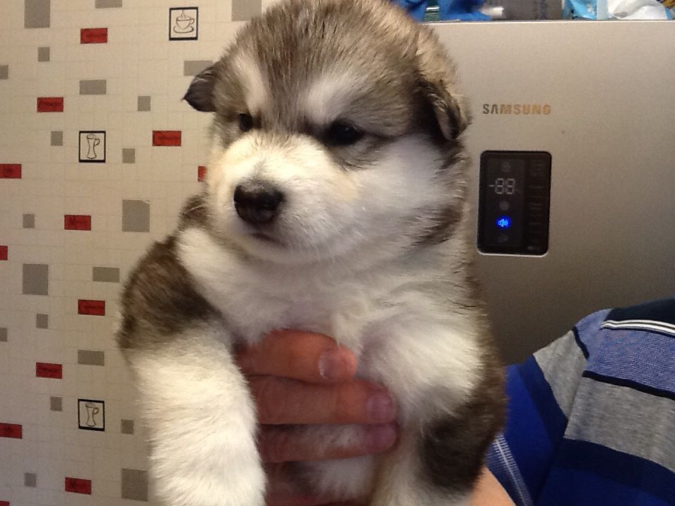 Cachorro Jac AKC Reg Malamute do Alasca