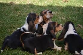 Basset Hound Cachorro disponíveis