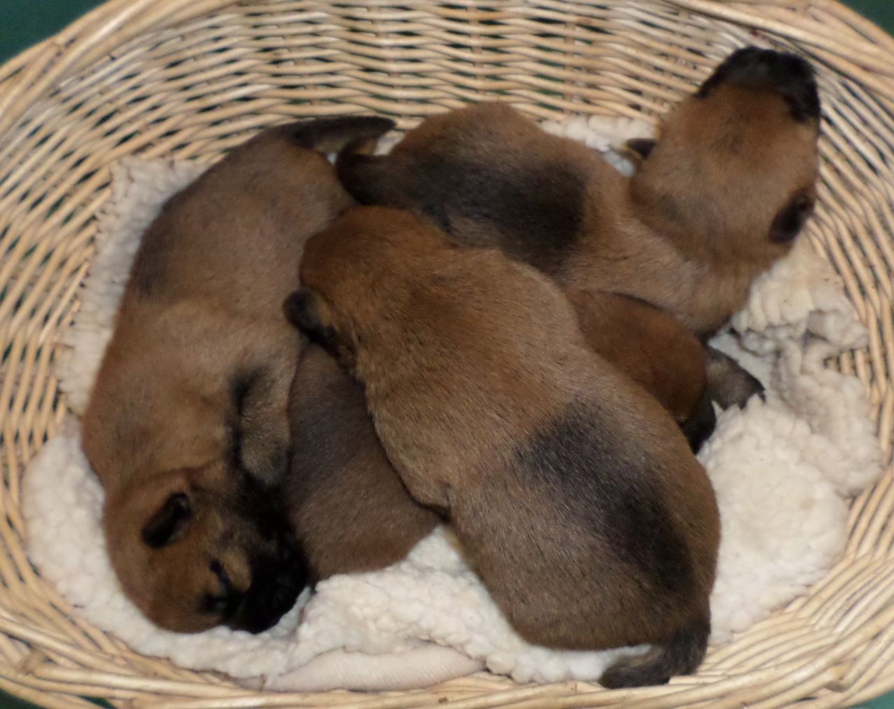 Cairn Terrier filhotes disponíveis para venda