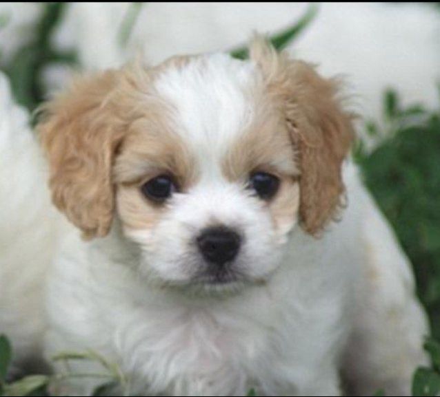 Único Cavachon Cachorro Cachorro disponíveis para venda