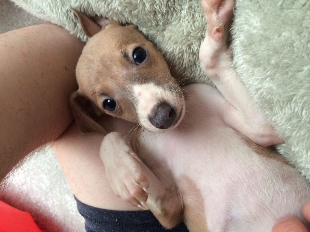 AKC Galgo italiano Cachorro disponíveis