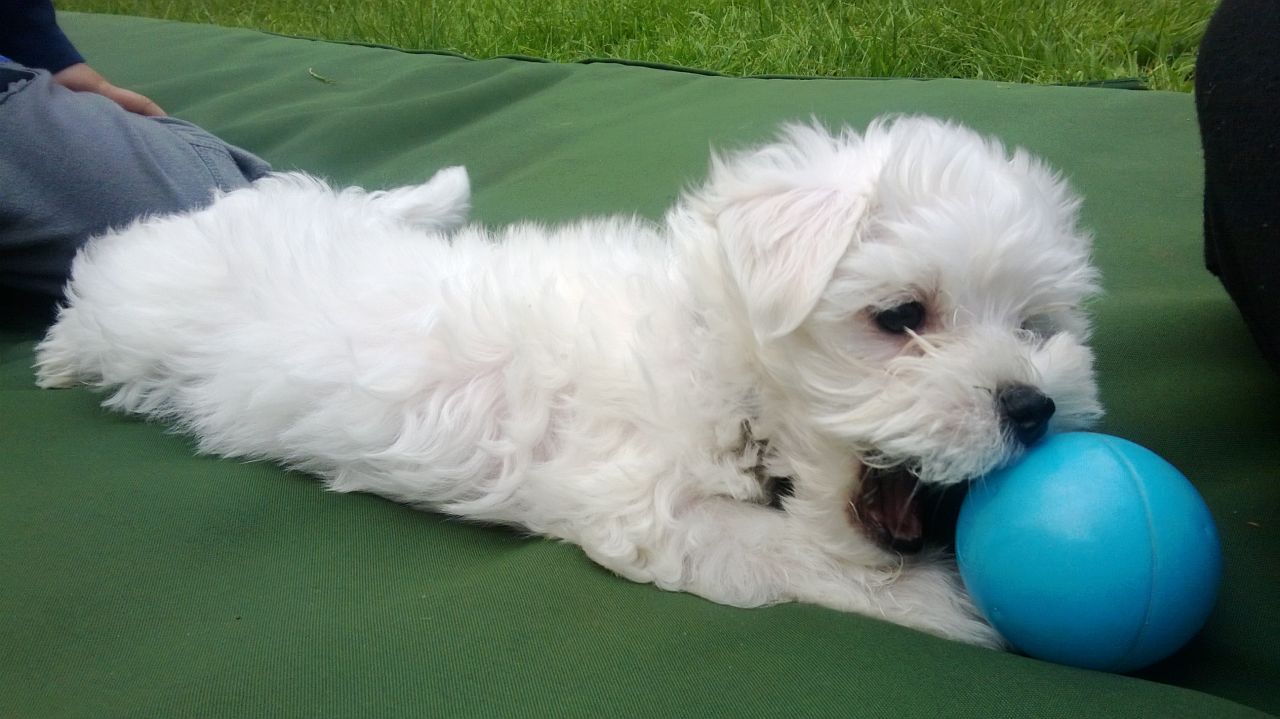 Cachorro malteses adoráveis ​​para venda