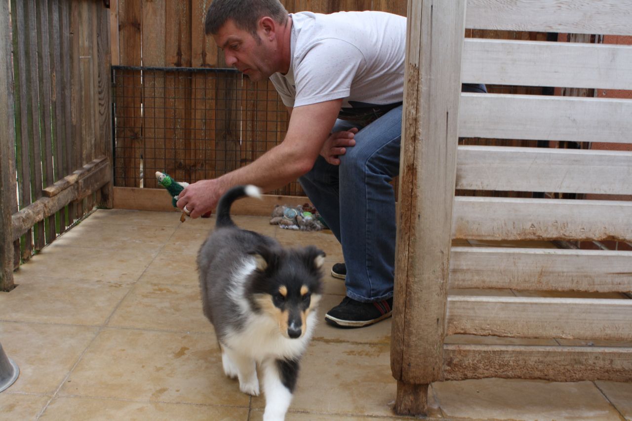 Rough Collie Cachorro