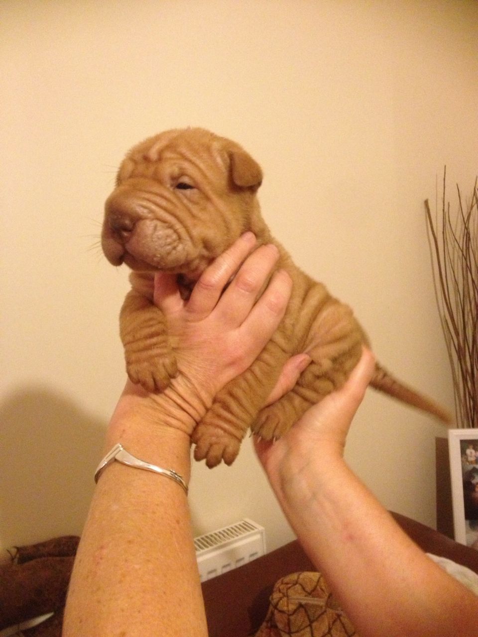 Cachorro de Qualidade de Shar Pei