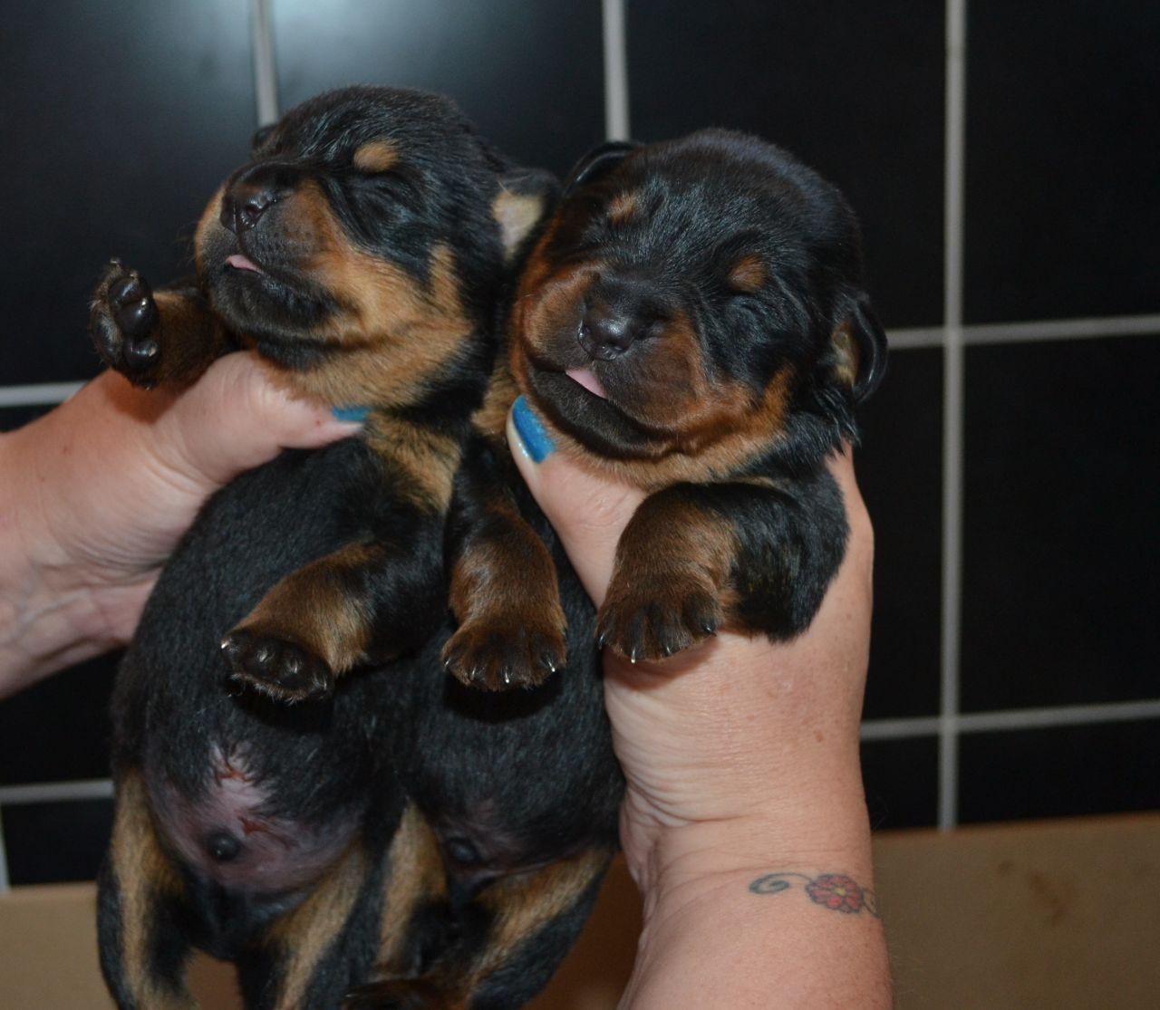 Cachorro de Rottweiler prontos para venda