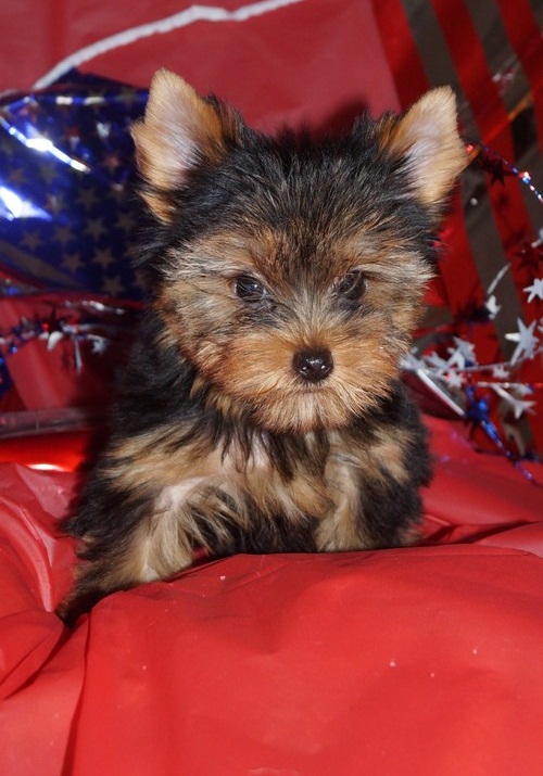  Yorkshire terrier super miniatura