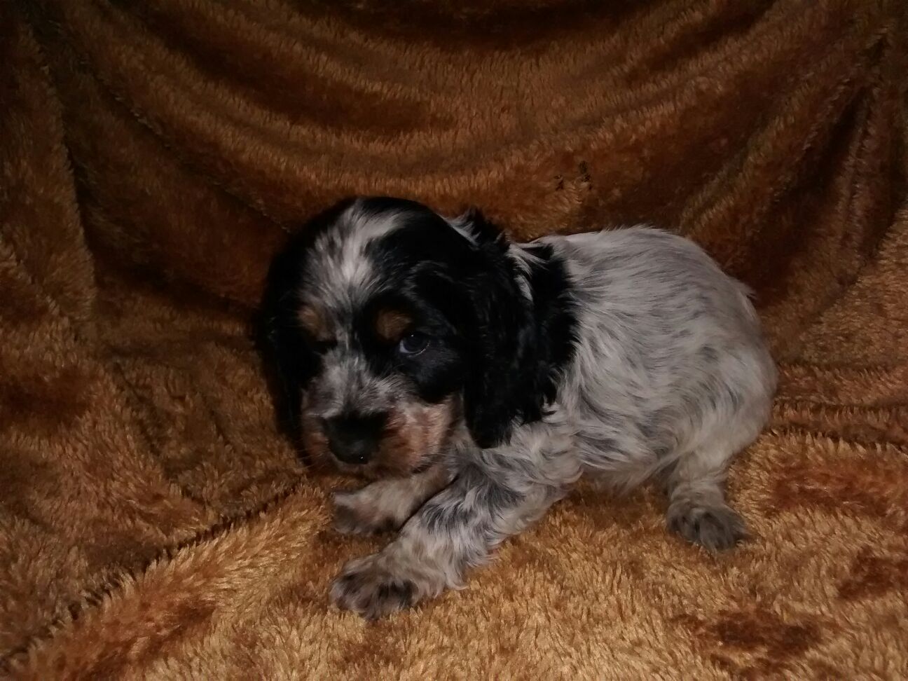 Cocker Tricolor 425 € Fêmeas