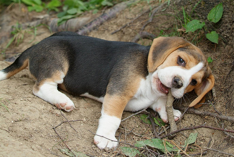 Cachorro BEGALE puro-sangue. Sobraram apenas dois.