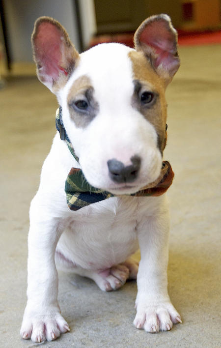 Cachorro de Bull Terrier miniatura macho e fêmea