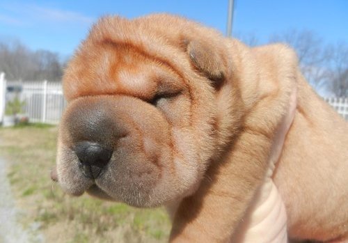 SHAR PIE amorosas Cachorro para venda