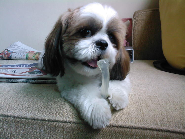 casa treinados Cachorro de Shih Tzu macho e fêmea 