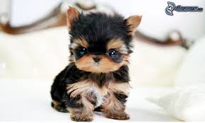 Gratis Cachorro de yorkshire terrier prontos para adocao