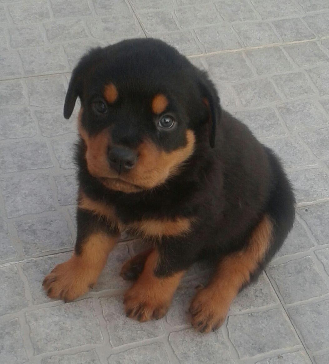 Rottweiler Cachorro 375€