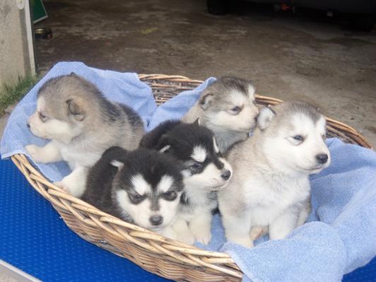 Cachorro Malamute do Alasca para a venda