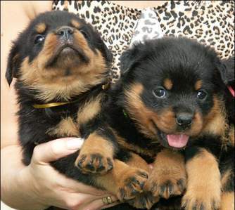 Rottweiler doces para adoção