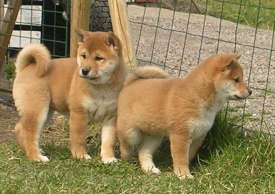 shiba inu Cachorro para venda