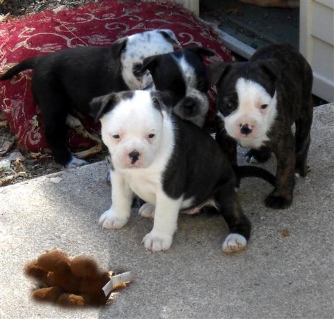 Cachorro Boston Terrier para venda