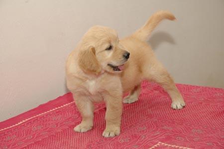 Cachorro golden retriever Venda