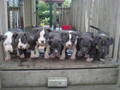 Cachorros Pitbull Terrier americano para venda
