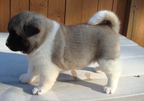 Akita Cachorro para venda