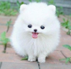 cachorro de cachorro Pomeranian para adoção