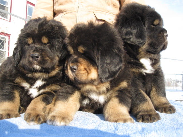 filhotes Mastiff tibetano para realojamento