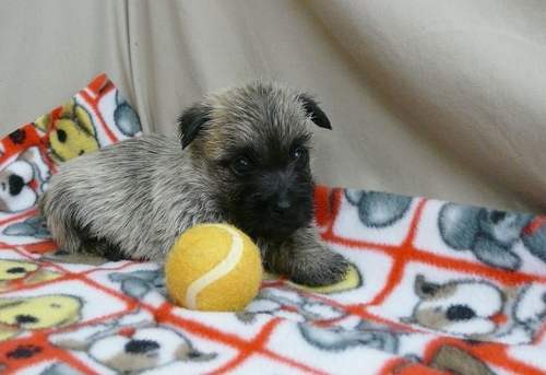 Cairn Terrier Cachorro para venda